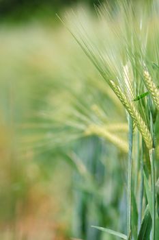 Yellow grain ready for harvest growing in a farm field