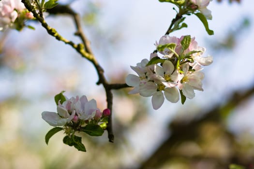 Cherry tree branch in bloom