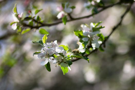 Cherry tree branch in bloom