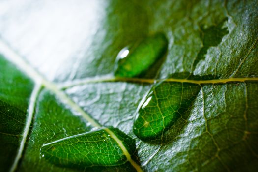 green fresh leaf details macro