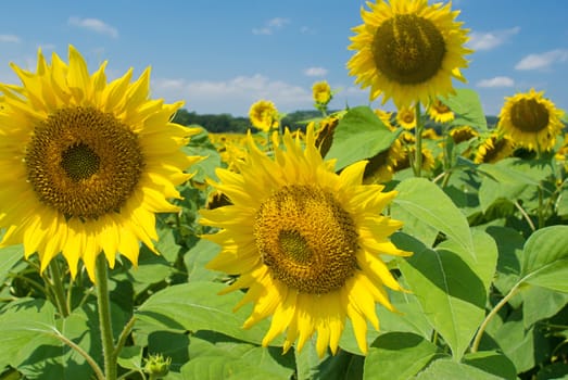 Field of sunflowers in a summer sunny day