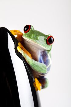 Frog - small animal with smooth skin and long legs that are used for jumping. 