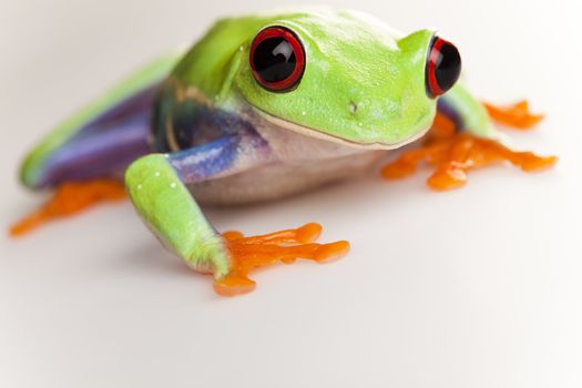 Frog - small animal with smooth skin and long legs that are used for jumping. 