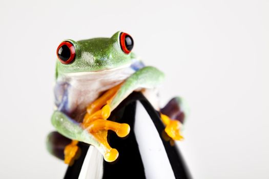 Frog - small animal with smooth skin and long legs that are used for jumping. 