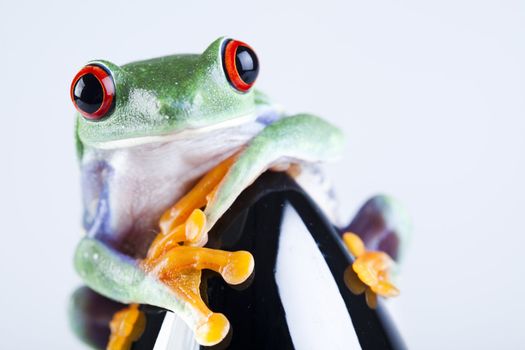 Frog - small animal with smooth skin and long legs that are used for jumping. 