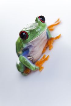 Frog - small animal with smooth skin and long legs that are used for jumping. 