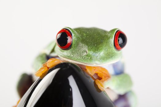 Frog - small animal with smooth skin and long legs that are used for jumping. 