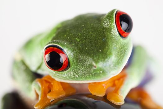 Frog - small animal with smooth skin and long legs that are used for jumping. 