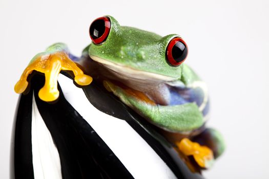 Frog - small animal with smooth skin and long legs that are used for jumping. 