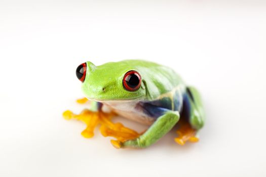 Frog - small animal with smooth skin and long legs that are used for jumping. 