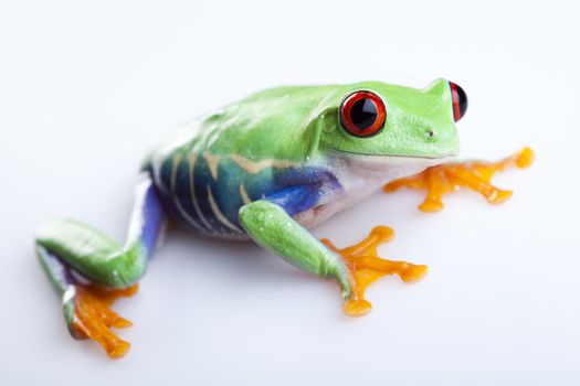 Frog - small animal with smooth skin and long legs that are used for jumping. 