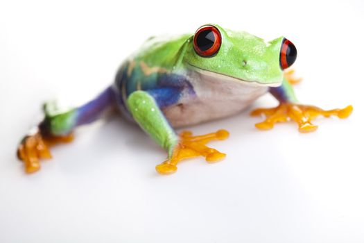 Frog - small animal with smooth skin and long legs that are used for jumping. 