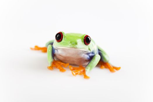 Frog - small animal with smooth skin and long legs that are used for jumping. 