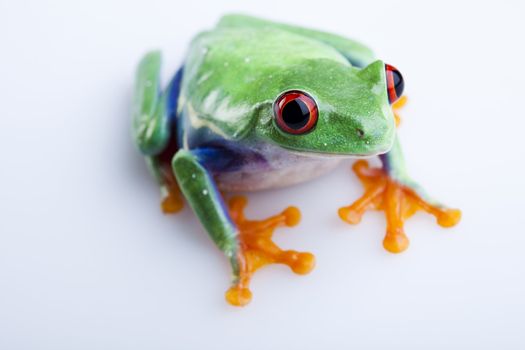 Frog - small animal with smooth skin and long legs that are used for jumping. 