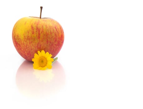 Red Apple with flowers and reflection