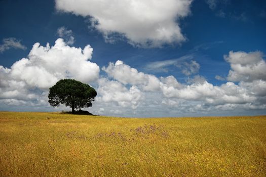 Landscape of a golden meadow with a beautiful blue sky