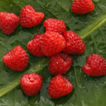 Still life of red raspberries on banana leaf.