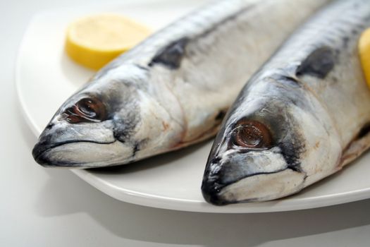 fresh fish