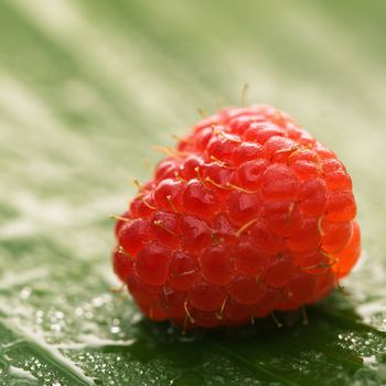 Still life of red raspberry on banana leaf.