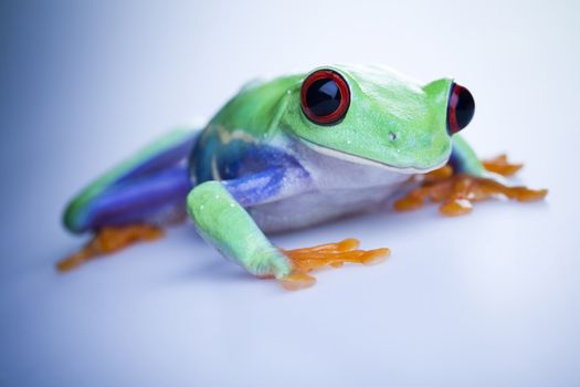 Frog - small animal with smooth skin and long legs that are used for jumping. 