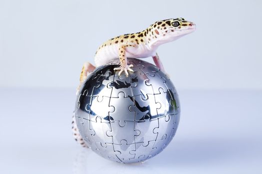 Young Leopard gecko a white background 