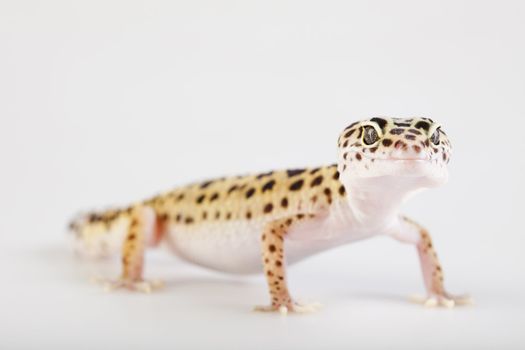 Young Leopard gecko a white background 