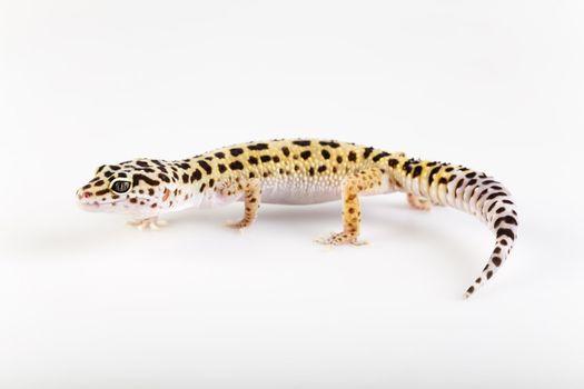 Young Leopard gecko a white background 