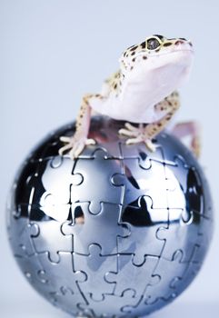 Young Leopard gecko a white background 