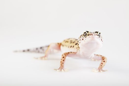 Young Leopard gecko a white background 