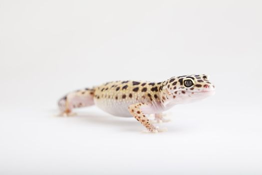 Young Leopard gecko a white background 