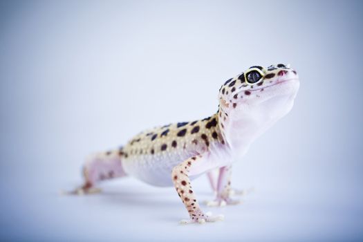 Young Leopard gecko a white background 