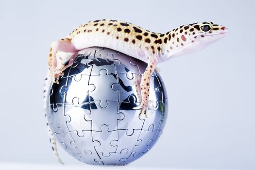 Young Leopard gecko a white background 