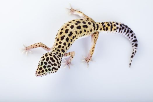 Young Leopard gecko a white background 