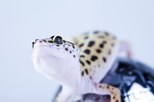 Young Leopard gecko a white background 