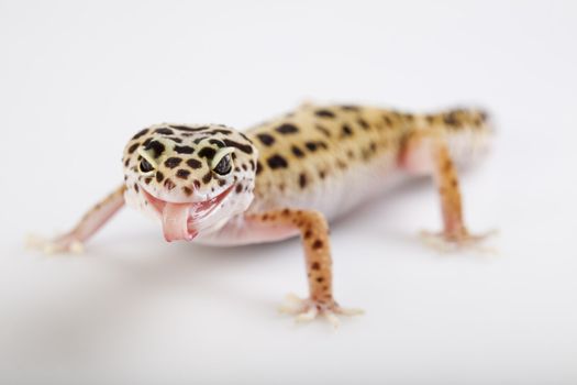 Young Leopard gecko a white background 