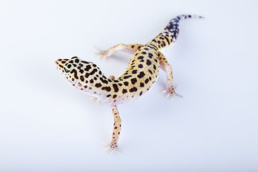 Young Leopard gecko a white background 