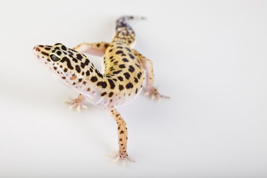 Young Leopard gecko a white background 