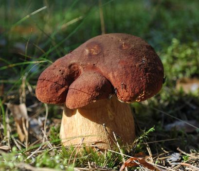 Penny bun with ants./ Boletus edulis, commonly known as penny bun, porcino or cep, is a basidiomycete fungus, and the type species of the genus Boletus.