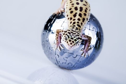 Young Leopard gecko a white background 