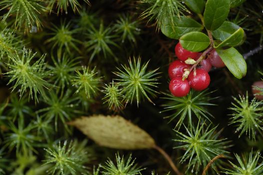 Cowberry - a wood berry.Vaccinium vitis-idaea Cowberry or Lingonberry is a small evergreen shrub in the flowering plant family Ericaceae that bears edible fruit.