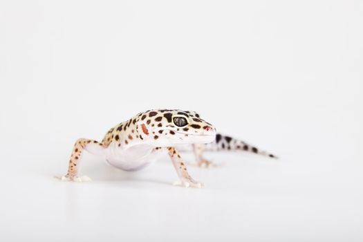 Young Leopard gecko a white background 