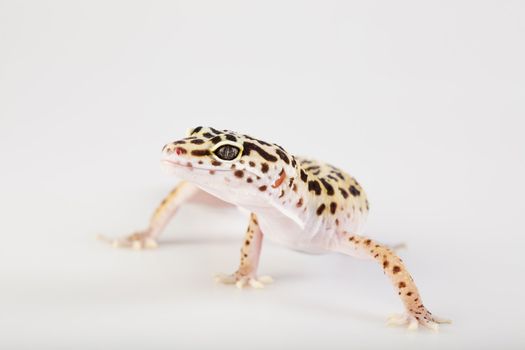 Young Leopard gecko a white background 