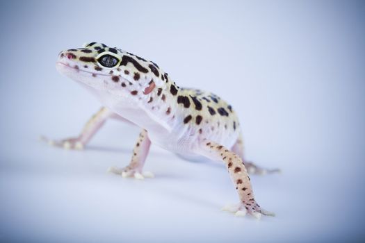 Young Leopard gecko a white background 