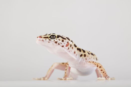 Young Leopard gecko a white background 