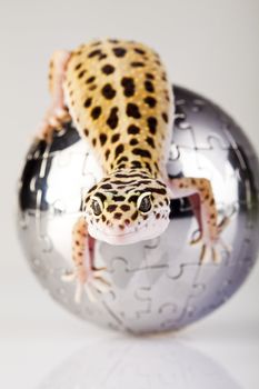 Young Leopard gecko a white background 