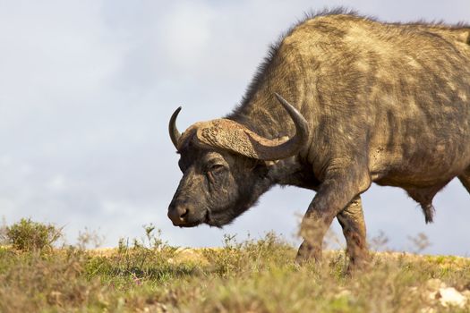 African or Cape buffalo (Syncerus caffer) bull grazing in the Addo Elephant National Park, South Africa.