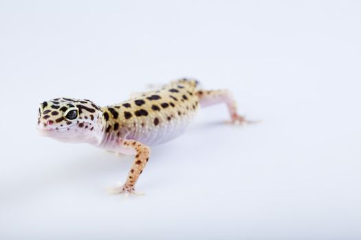 Young Leopard gecko a white background 