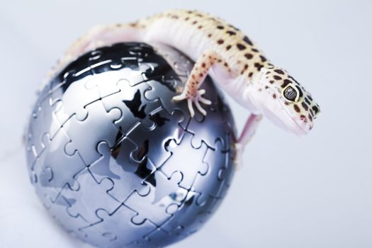 Young Leopard gecko a white background 