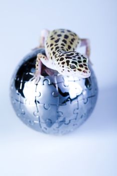 Young Leopard gecko a white background 