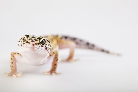 Young Leopard gecko a white background 